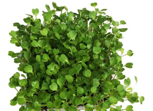 Rocket Microgreen Seeds