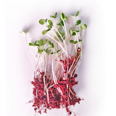 Sesame Microgreen Seeds