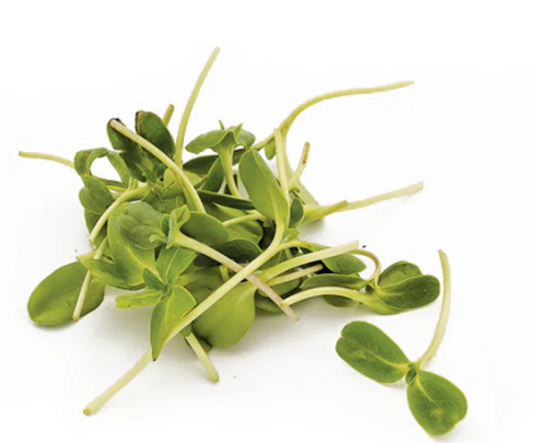 Sunflower Microgreen Seeds