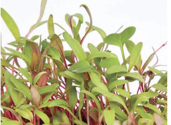 Swiss Chard Microgreen Seeds