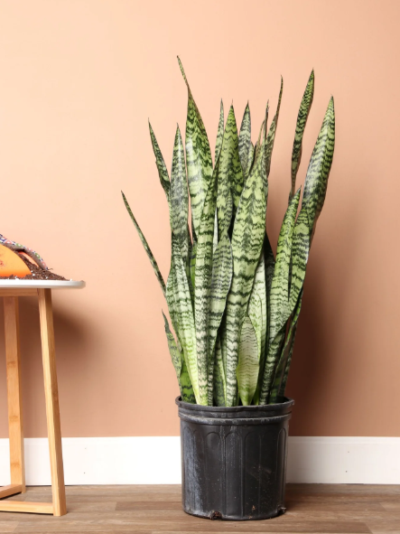 Snake Plant (Zeylanica)