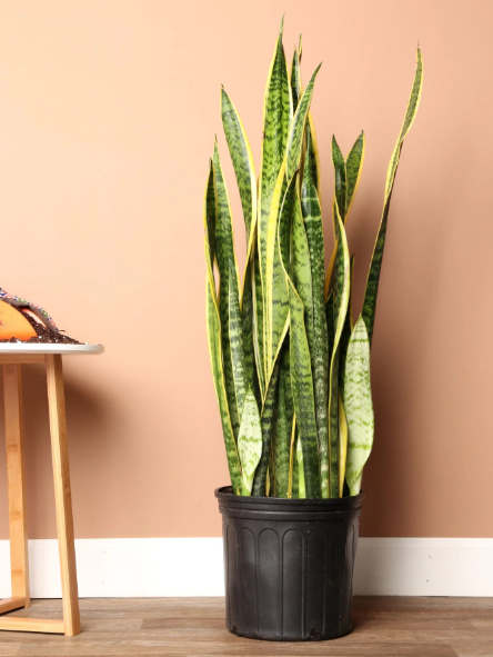 Snake Plant (trifasciata)