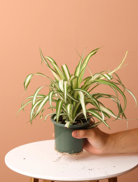 Spider Plant